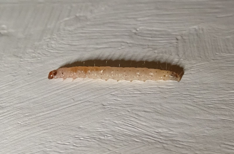 larva di.....?